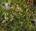 kiswahili,Mkilifi,Nimtree,Indian lilac,Azadirachta